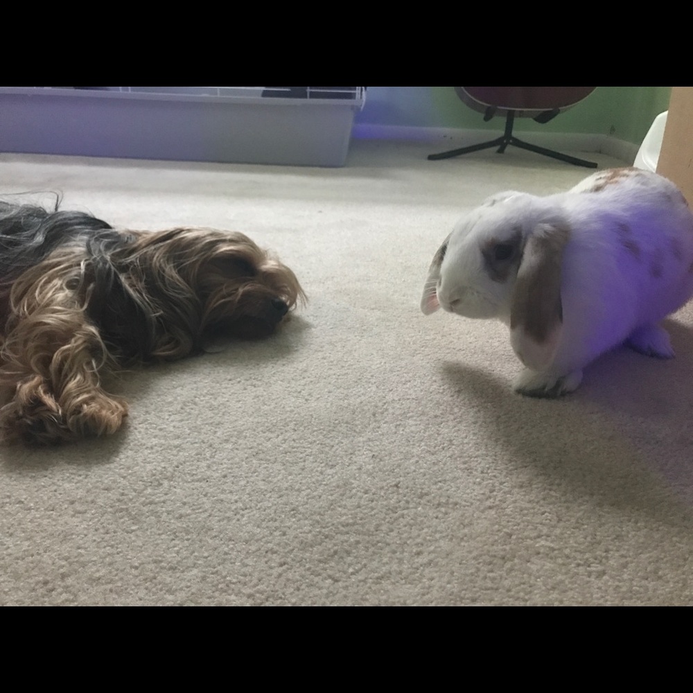 Meet your Posher, Brittany